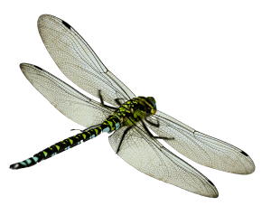 Dragonfly PNG-26274